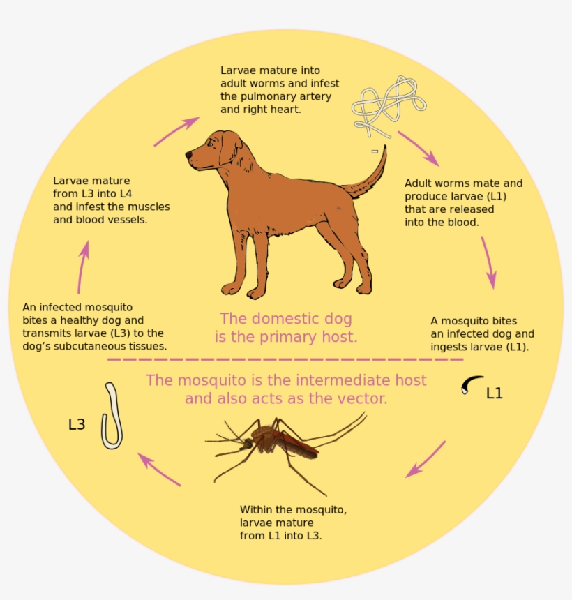 Moon - Circle, transparent png #1648167