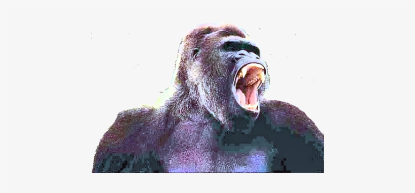 The Interest Excited In The Natural History Of The - Gorilla Roar, transparent png #1648593