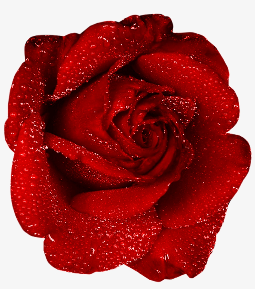 Red Rose With Dew Clipart - Png Clipart One Red Rose, transparent png #1649103