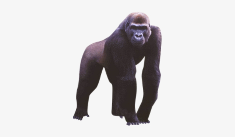 Gorilla Psd - Apes Png, transparent png #1649203