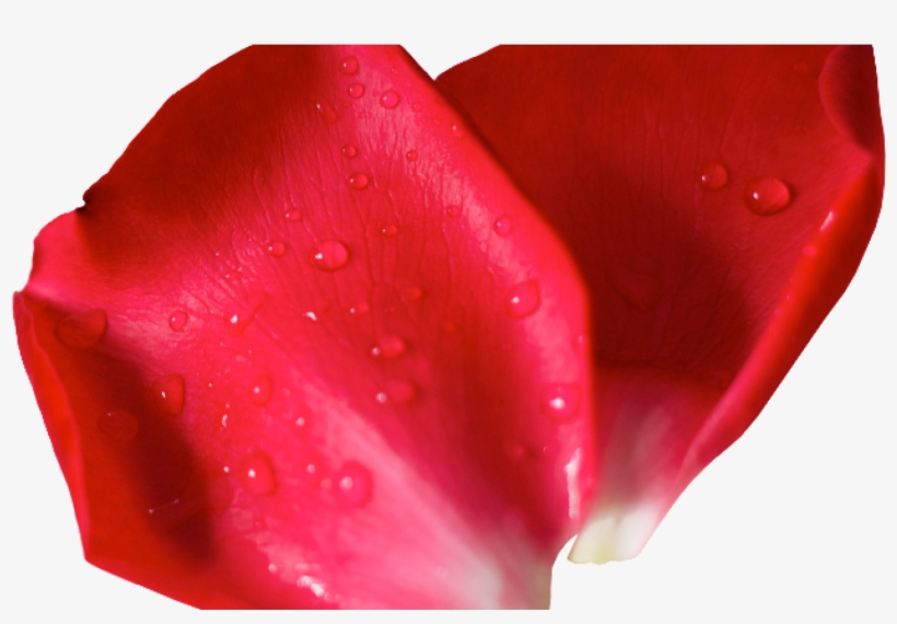 Red Flower Petals - Petal, transparent png #1649382