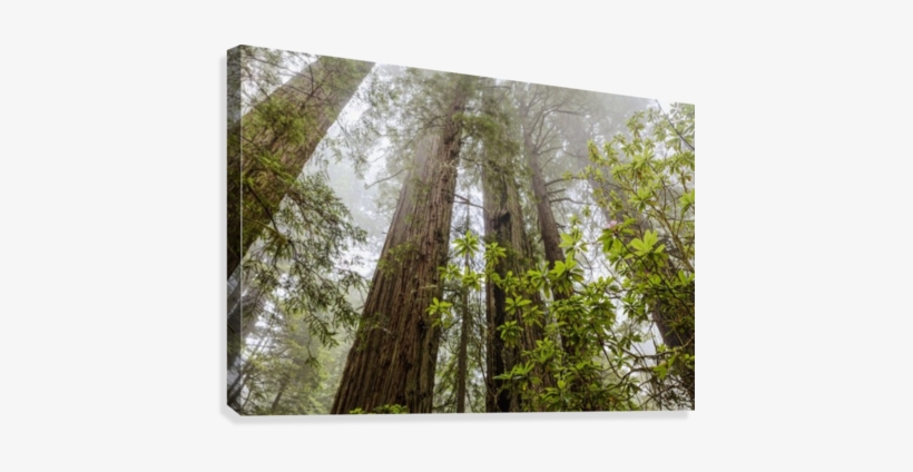 Redwood Trees In Fog, Redwood National And State Parks - Ready To Frame Artwork Forest Redwood, transparent png #1650043