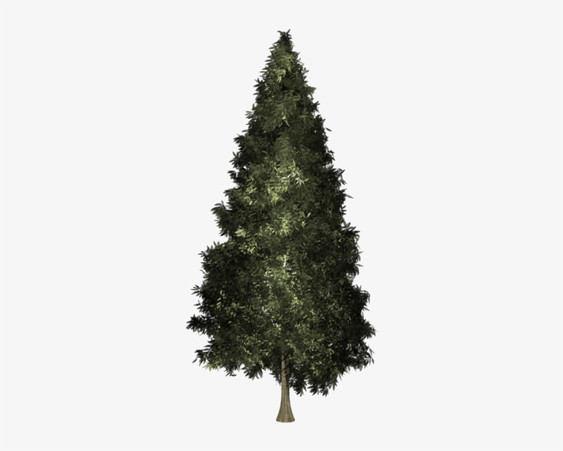 Welch Pine Christmas Tree, transparent png #1650115