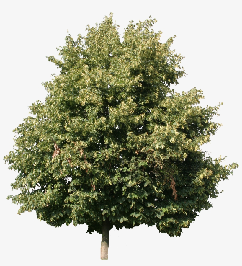 2d Trees - Linden Tree Cut Out, transparent png #1650154