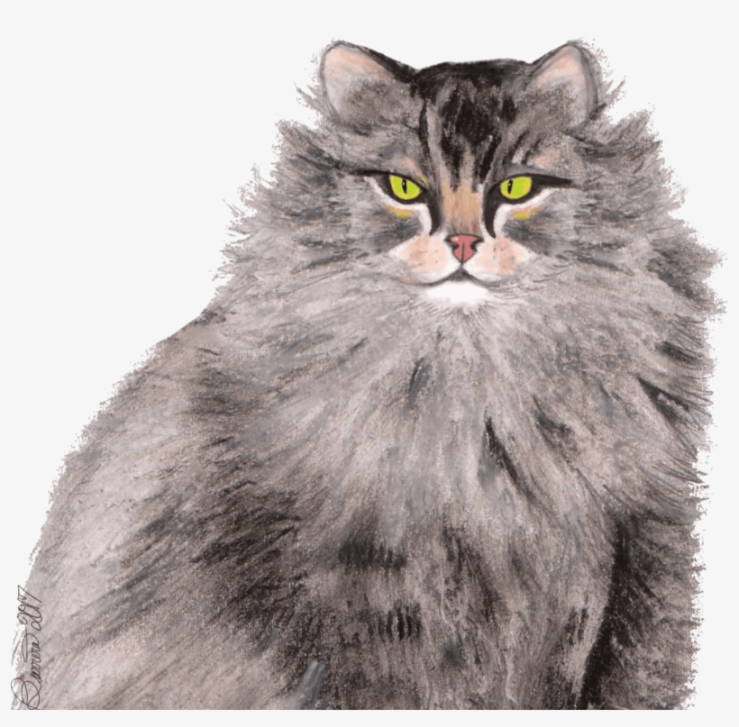 Greymainecoon Catsitting 8 Png - Domestic Long-haired Cat, transparent png #1650232