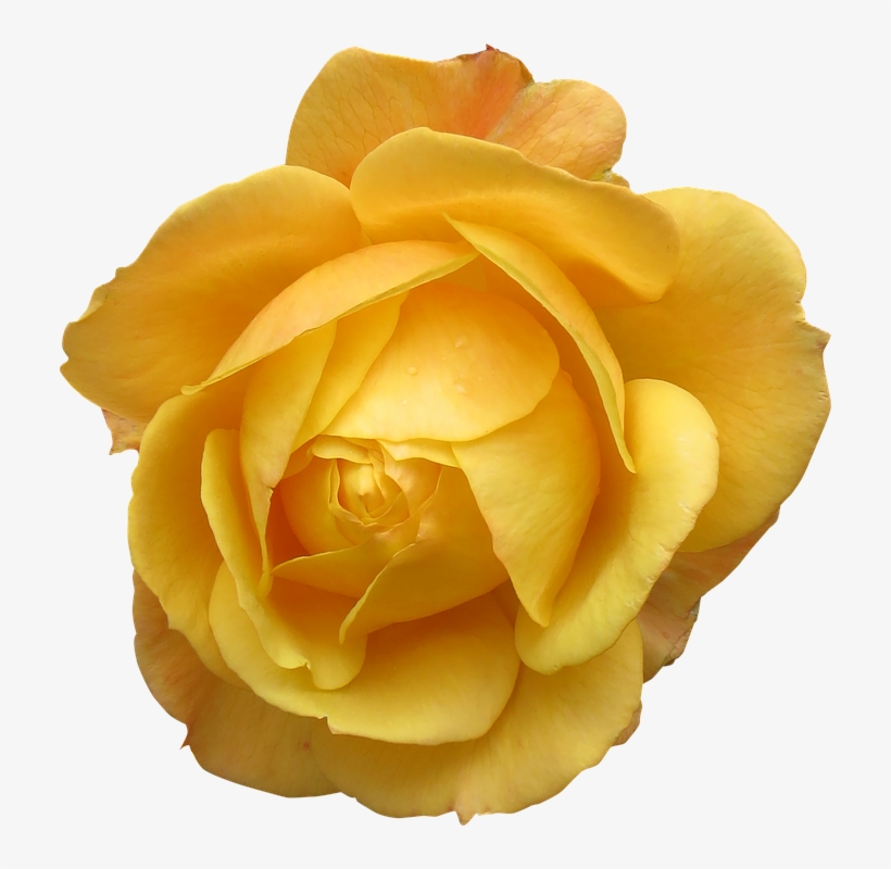 Yellow Rose Flower Free Png Transparent Images Free - Giant Single Yellow Rose Shirt Men ^ ^ Ho2by - White, transparent png #1650626