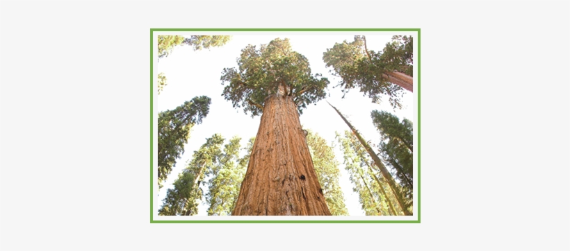 Major Oak - Sequoia National Park, transparent png #1650628
