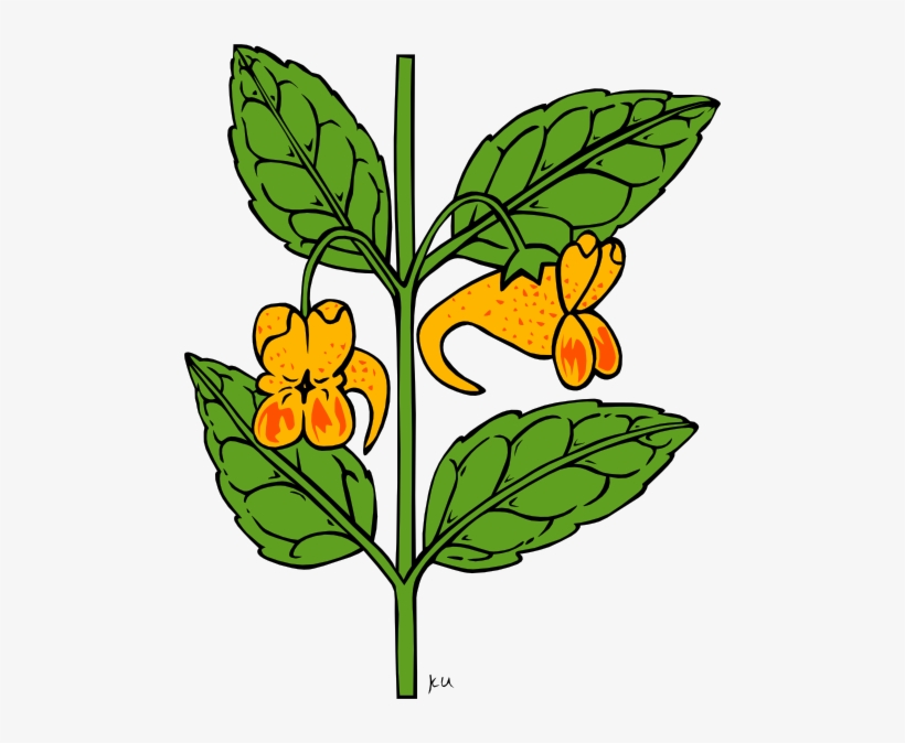 How To Set Use Wild Orange Flower Clipart, transparent png #1650705