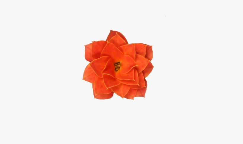 Double Flower Orange - Widow's-thrill, transparent png #1650841