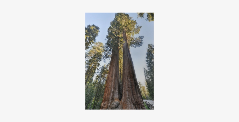 Sequoia National Park, transparent png #1650846