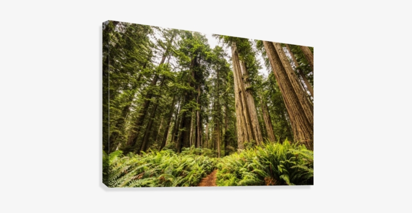 Redwood Trees, Lady Bird Jonhson Grove, Redwood National, transparent png #1650865