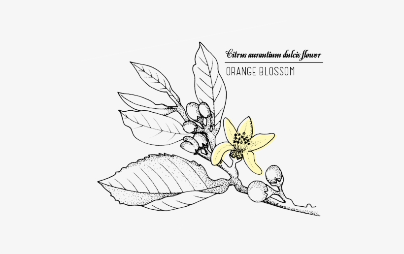 Fleurdoranger2 - Drawing, transparent png #1650944