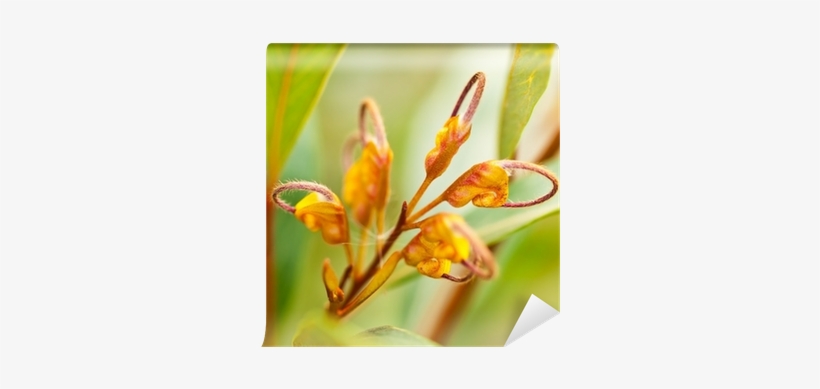 Australian Wildflower Grevillea Venusta Orange Flower - Grevillea Venusta, transparent png #1650969