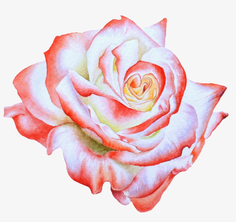 Hand Painted Side View Rose Flower Png Transparent - Watercolor Painting, transparent png #1652335
