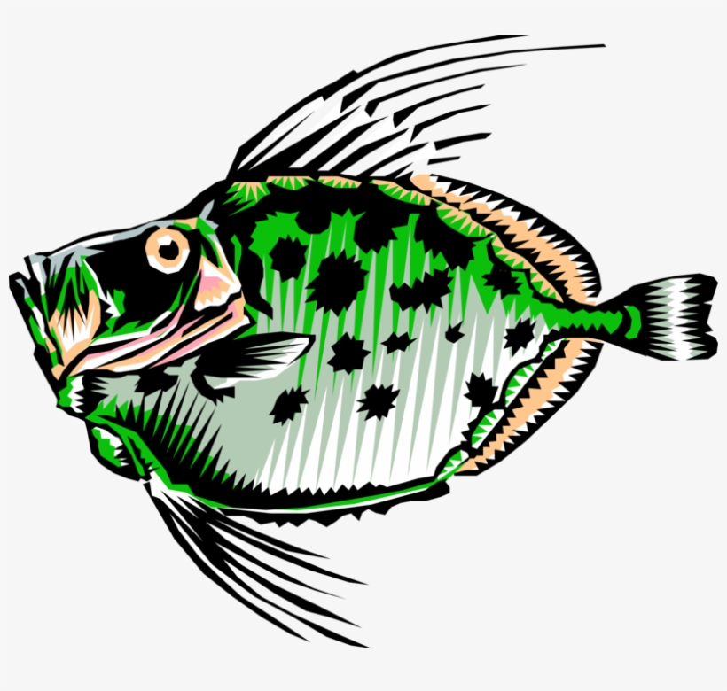 Vector Illustration Of Buck Dory Fish, transparent png #1652622