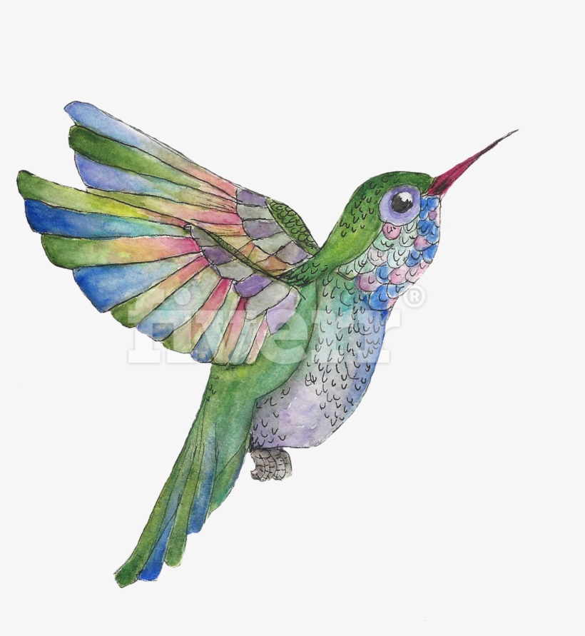 Do A Watercolor And Ink Illustration Of Whatever You - Ruby-throated Hummingbird, transparent png #1654739