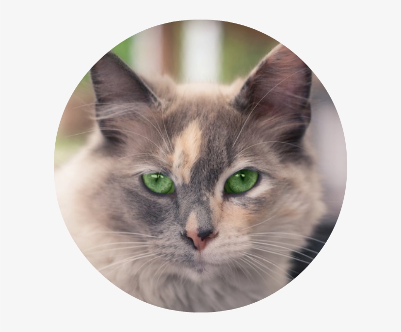 Cricketstar In A Such Such Suchity Such Circular Frame - Kitten, transparent png #1655286