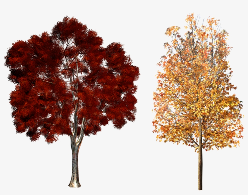 Plant Clip Art Autumn Trees Material Transprent, transparent png #1657884