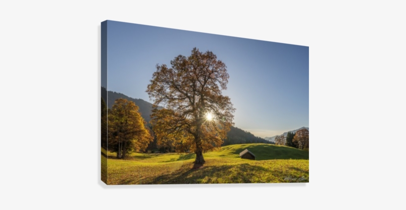 Autumn Tree Canvas Print - Grove, transparent png #1657980
