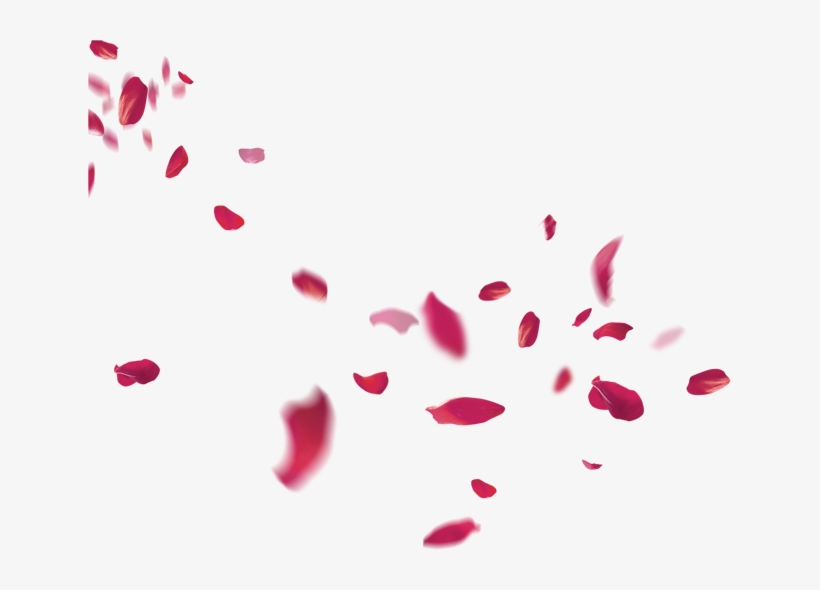 Petal Flower Beach Transprent - Rose Petals Falling Transparent, transparent png #1658488