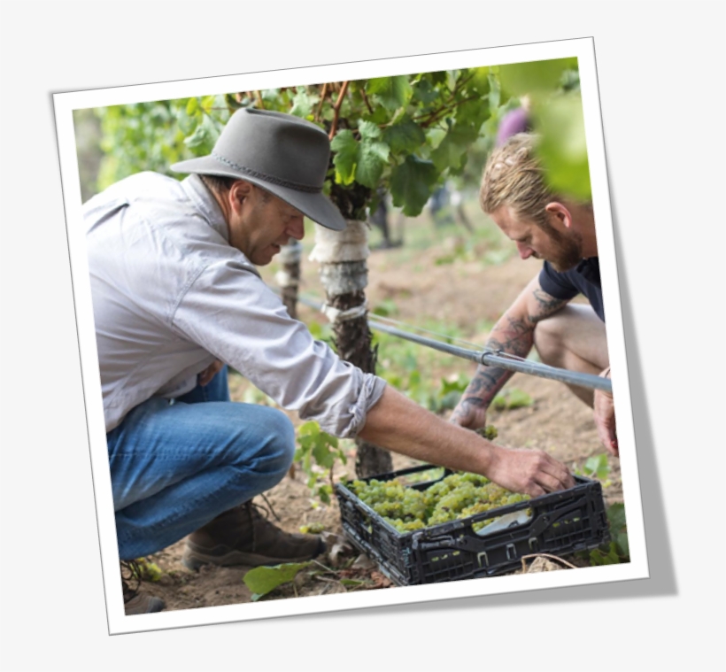 Voyager Estate Chardonnay Pick - Voyager Estate, transparent png #1658646