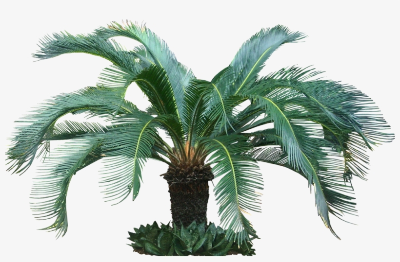 Fijikit Divider Smh - Tropical Tree Transparent Clipart, transparent png #1659105