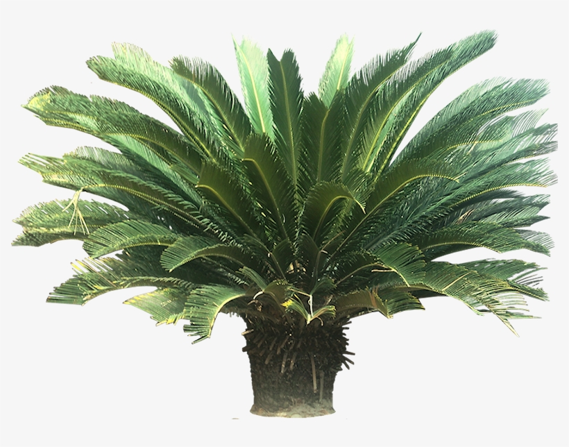 A Collection Of Tropical Plant Images With Transparent - Sago Palm Clipart, transparent png #1659259