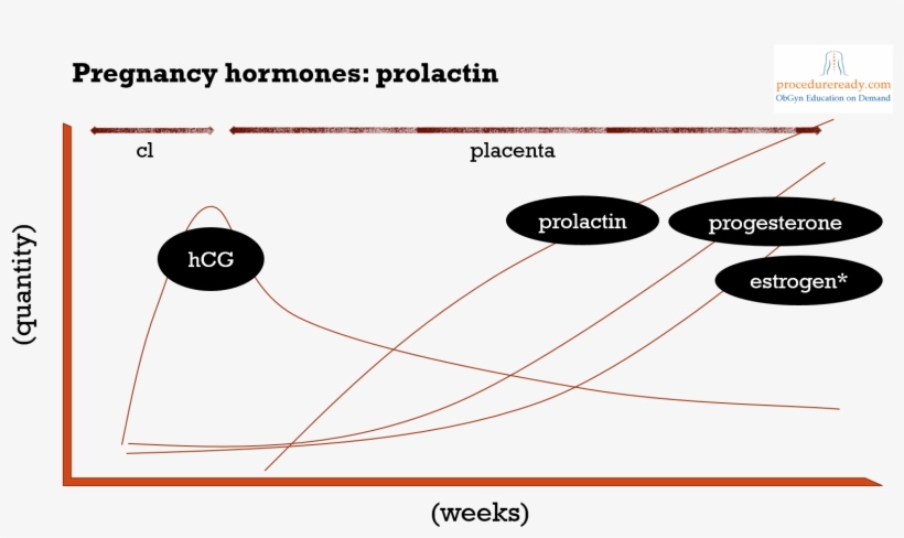 Pregnancy Hormones & Prolactin Regulation Diagram - Hormones During Pregnancy Prolactin, transparent png #1659375