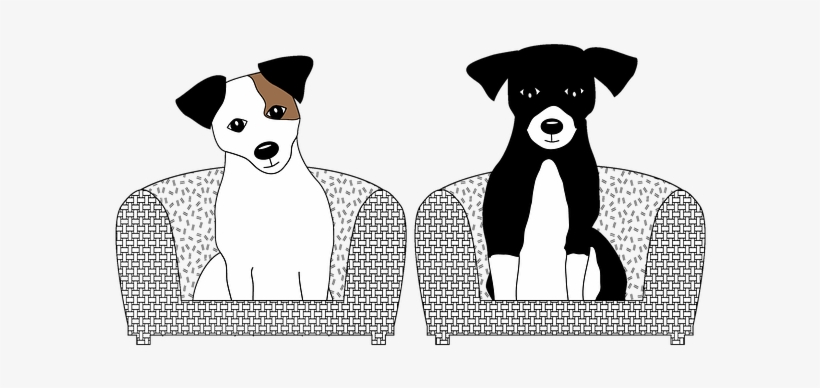 Jack Russell Dog Jack Russell Jack Russell Chien Jack