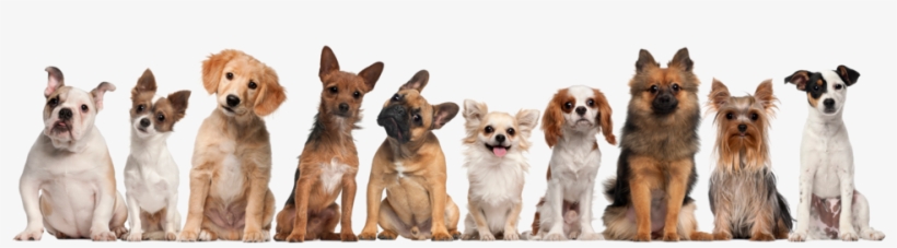 Group Of Dogs Sitting Against White Background 000021142304 - Group Of Small Dogs, transparent png #1665533