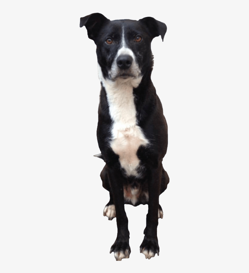 Dog Sitting Transparent Background, transparent png #1665537