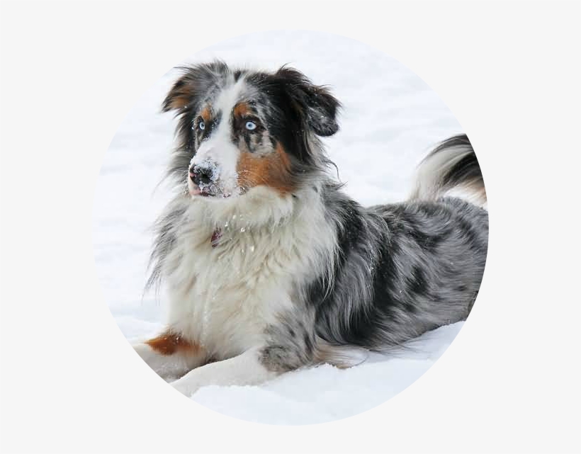 Full Grown Australian Shepherd Dog Sitting On Snow1 - Australian Shepherd, transparent png #1665557