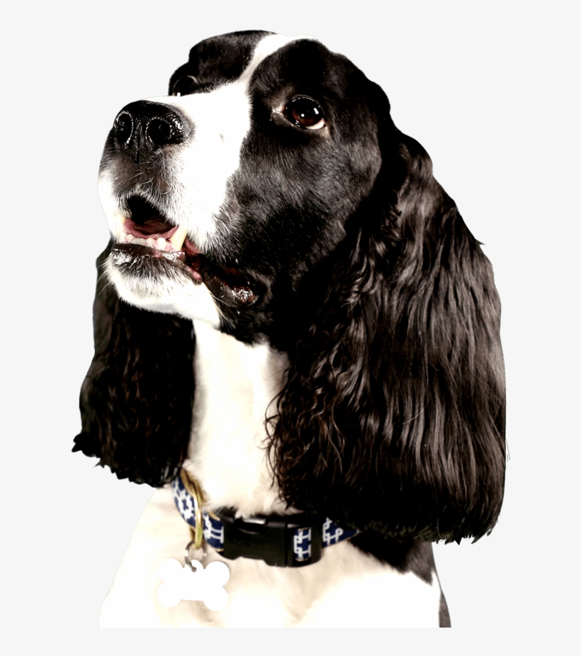 Cute Dog Looking Right At You With Big Brown Eyes - Dog Looking Right Png, transparent png #1665636