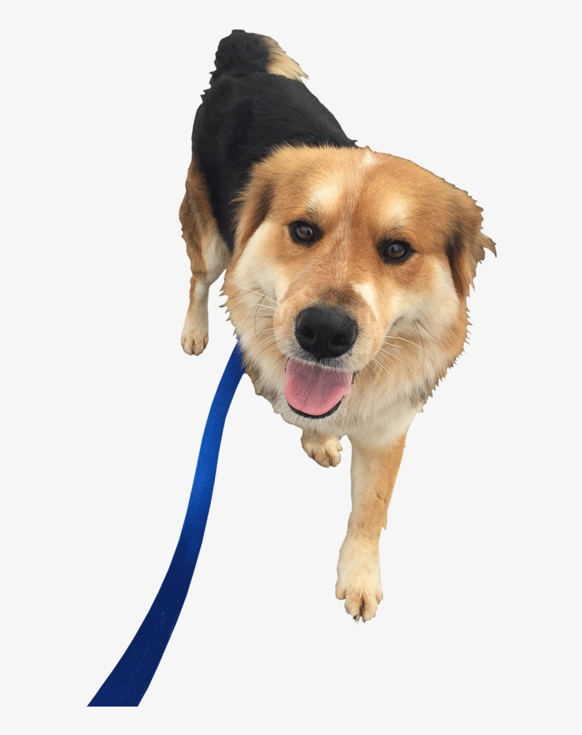 Dog Walking Png, transparent png #1665692