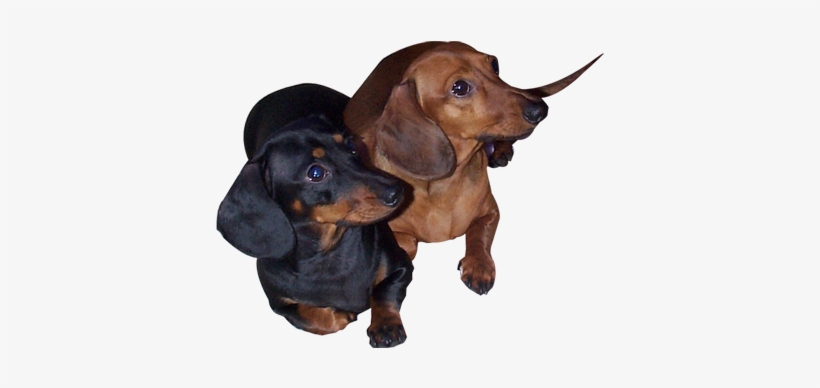 Portable Network Graphics, transparent png #1665878