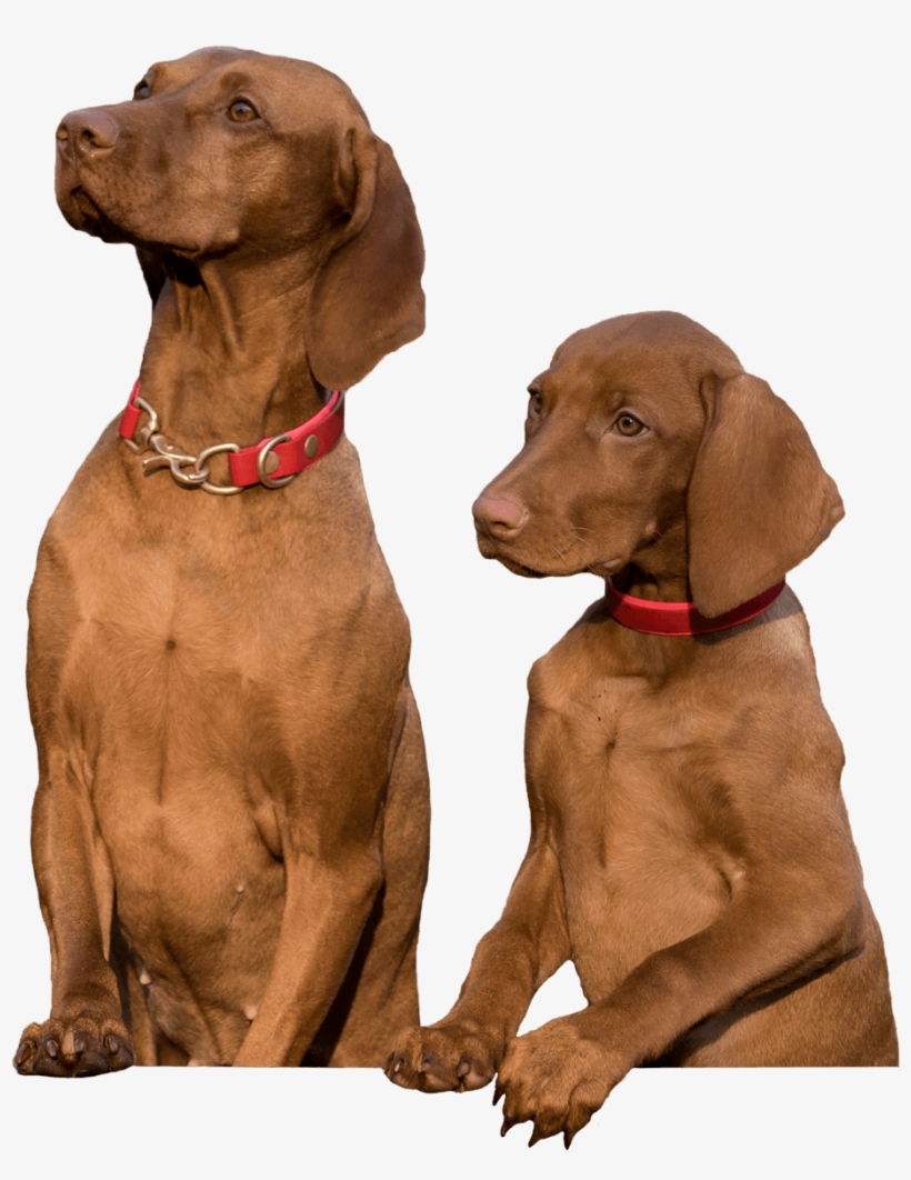 Fetch Two Dogs Sitting - Pet, transparent png #1665966