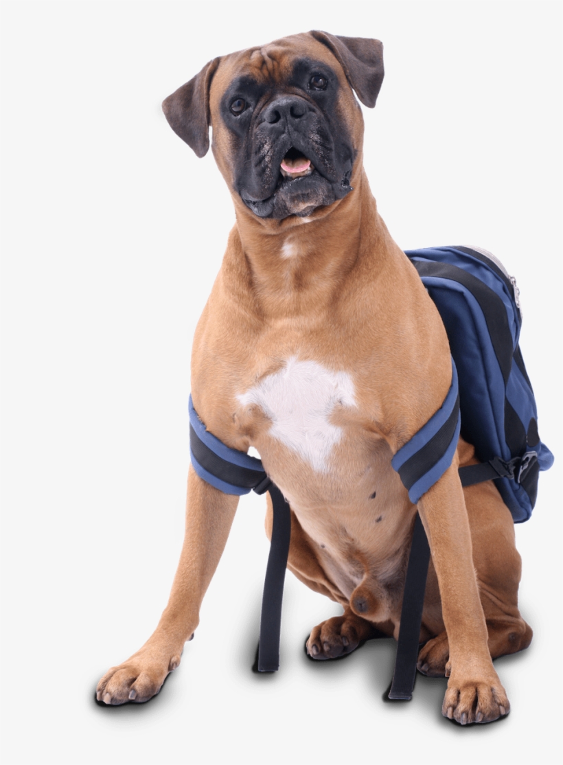 Dog With Blue Backpack Sitting - Dog, transparent png #1666024