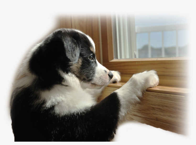 Out Of Town Pet Care - Leaving Dog, transparent png #1666141