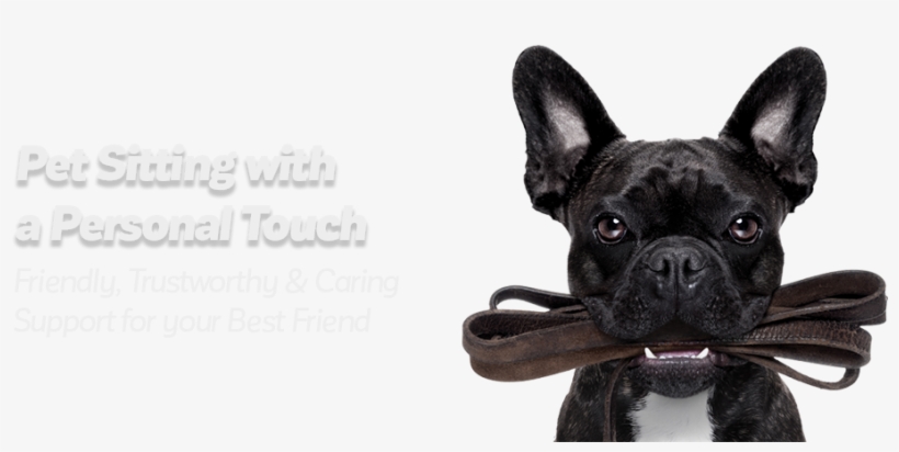 Hero - Mewtogo Pet Chew Durable Rope Toys-teeth Aids Cotton, transparent png #1666318