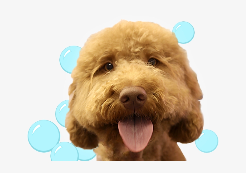 Book A Pet Sitting Service - Labradoodle, transparent png #1666333