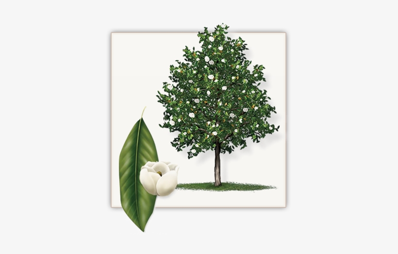 Little Gem Magnolia Tree This Is A Stunning Small Tree - Southern Magnolia, transparent png #1668046