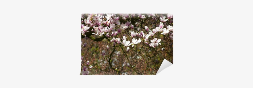 Southern Magnolia, transparent png #1668097