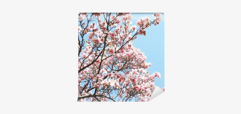 Flower, transparent png #1668124
