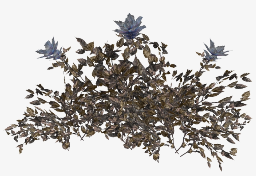 Hub Flower Plant - Chinese Magnolia, transparent png #1668745