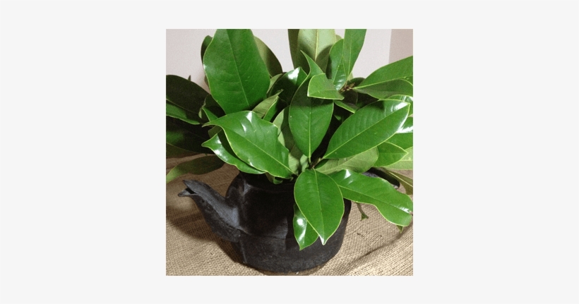 Magnolia Leaves Eclectic Decor - Jasmine, transparent png #1669032
