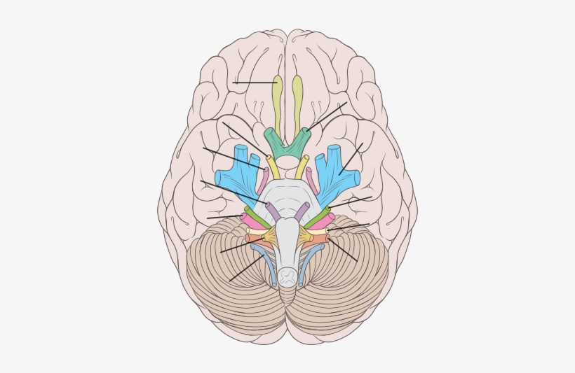 Or Left-brained Personality Type Exists, New Research - Inferior View Of The Brain, transparent png #1669276