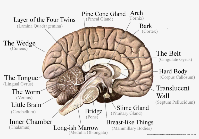 Brain Png Image - Brain All Parts Name, transparent png #1669349