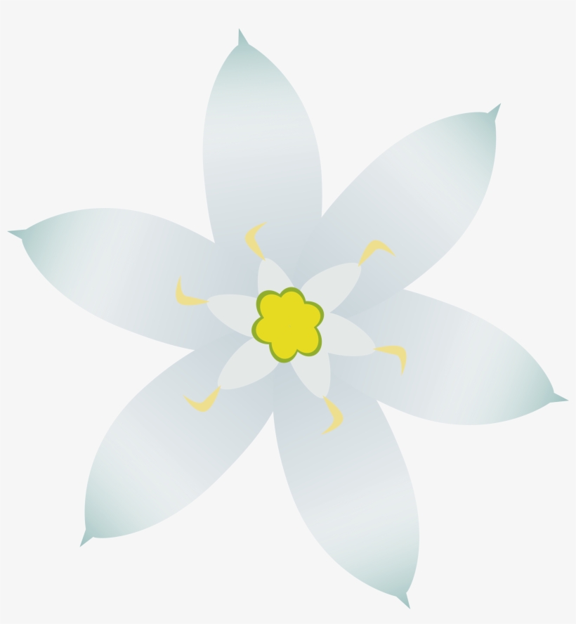 Star Of Bethlehem Picture Royalty Free - Lily Family, transparent png #1671747