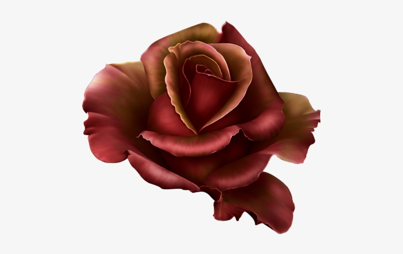 Garden Flames - Png Dark Red Rose, transparent png #1673025