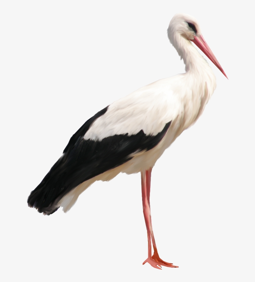 Stork Png, transparent png #1673127